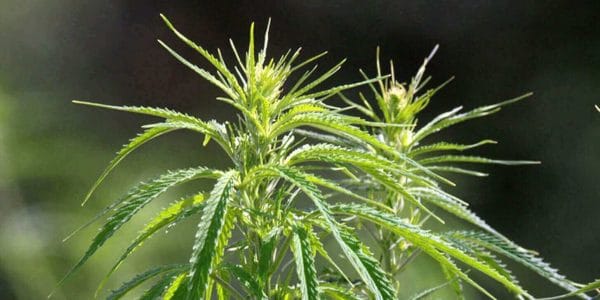 CBD - Cannabidiol CBD - Cannabidiol, medizinischer Wirkstoff der Hanfpflanze
