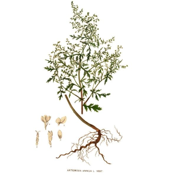 artemisia creme online naturkosmetik kaufen schweiz 2 antiviral, akne, pickel, natur, bestellen, switzerland